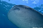 Rhindocon typus Requin baleine-Maldives Maamgili beyru-10m-20240426-da-DSC_7112_tn